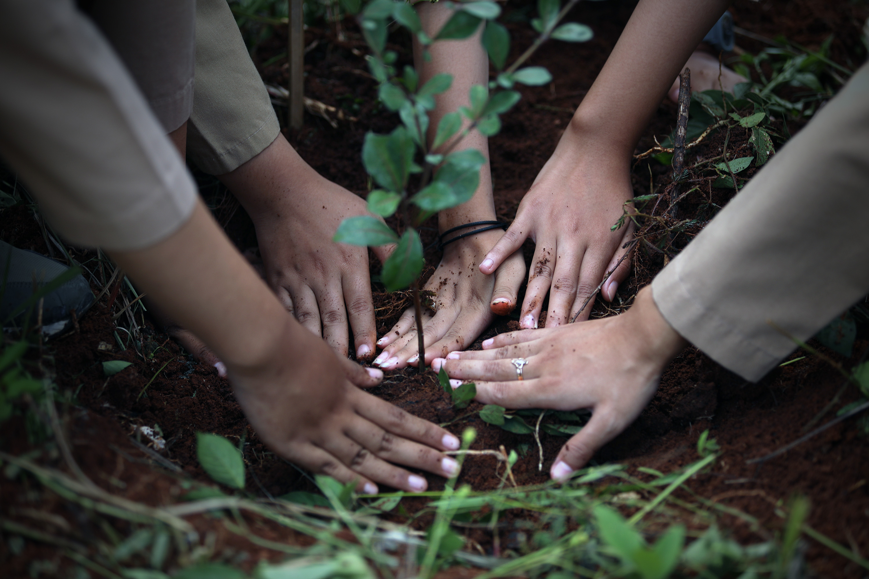BNPB Lakukan Pemulihan Pascabencana Longsor Melalui Penanaman 1.000 Pohon di Sumedang